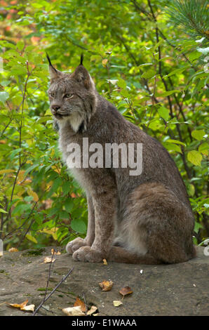 Lynx (Lynx canadensis) assis sur le gros rocher à la fin de l'été. Au Minnesota, États-Unis d'Amérique Banque D'Images