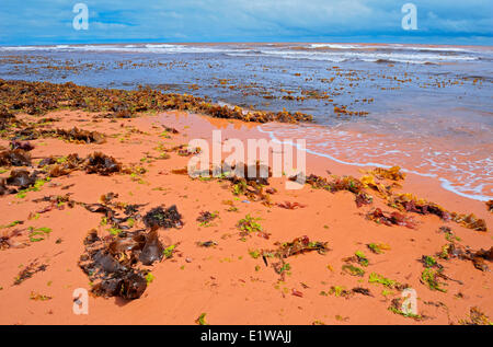 Les algues, d'herbe et de rochers sur le sable rouge le long de la plage du golfe du Saint-Laurent, Tignish Shore, Prince Edward Island, Canada Banque D'Images