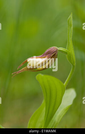 Mountain Lady's Slipper, (cypripedium montanum) Waterton Lakes National Park, Alberta, Canada Banque D'Images