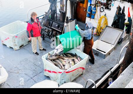 Vide pêcheurs kéta (Oncorhynchus keta) hors de l'attente sur un bateau de pêche dans la baie de Cowichan, C.-B., Canada. Banque D'Images