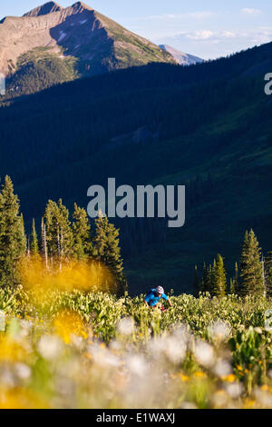 Un homme en vélo de montagne le sentier 401, Crested Butte, CO Banque D'Images