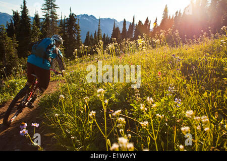 Un homme en vélo de montagne le flowy, high alpine Frisby Ridge trail. Revelstoke, BC Banque D'Images