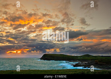 Coucher de soleil dans la forêt à l'Pretrified Catlins Forêt à Porpoise Bay et Curio Bay, Southland, île du Sud, Nouvelle-Zélande Banque D'Images