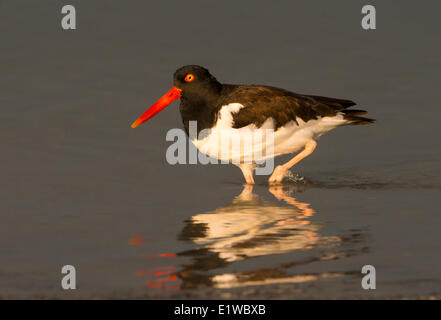 Huîtrier d'Amérique (Haematopus palliatus) - Fort Desoto State Park, Floride Banque D'Images