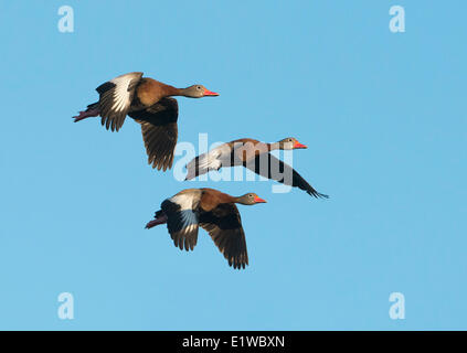 Sifflement à ventre noir (Dendrocygna autumnalis) Canards - Venise Rookery, Floride Banque D'Images