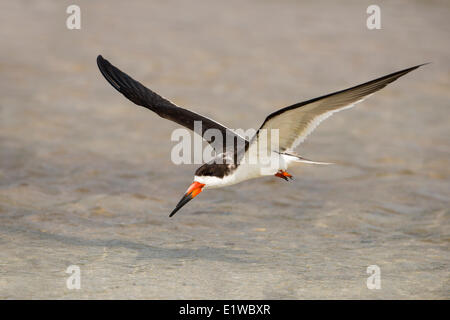 Skimmer noir (Rynchops niger) - Fort Desoto State Park, Floride Banque D'Images