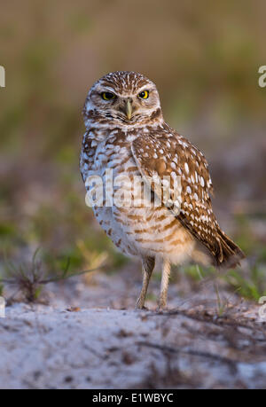 Chevêche des terriers (Athene cunicularia) - Cape Coral, Florida Banque D'Images