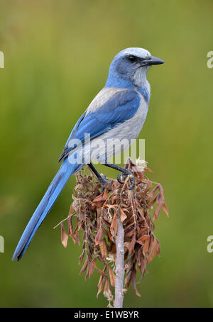 Florida Scrub Jay (Aphelocoma coerulescens) - Sanctuaire Cruickshank, Floride Banque D'Images