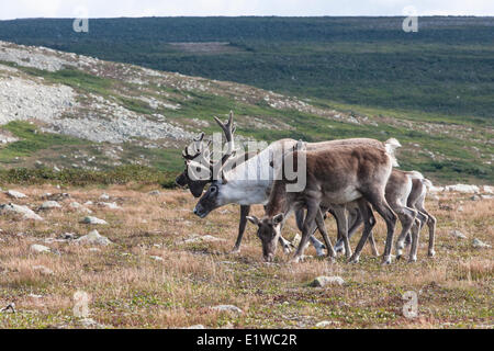 Le caribou (Rangifer tarandus) pâturage sur le bord nord du parc national du Gros-Morne, à Terre-Neuve et Labradour. Allen McEachern. Banque D'Images