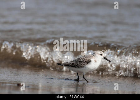 Le Bécasseau semipalmé (Calidris pusilla) sur la plage de dunes du Parc National Kouchibouguac Kouchibouguac au Nouveau-Brunswick Banque D'Images