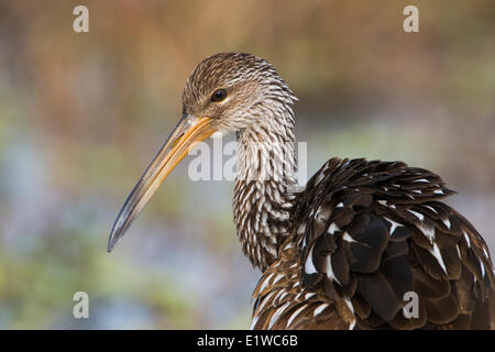 (Aramus guarauna Limpkin) - Cercle B Bar Réserver, en Floride Banque D'Images