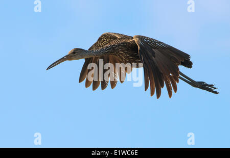 (Aramus guarauna Limpkin) - Cercle B Bar Réserver, en Floride Banque D'Images