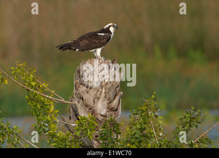 Balbuzard pêcheur (Pandion haliaetus) - Florida Banque D'Images