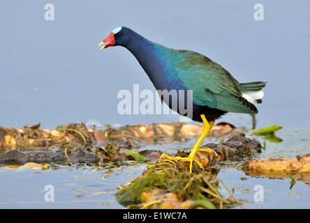 Purple Gallinule Porphyrio martinicus () - Venetian Gardens, Leesburg Florida Banque D'Images