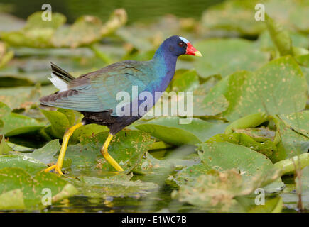 Purple Gallinule Porphyrio martinicus () - Venetian Gardens, Leesburg Florida Banque D'Images