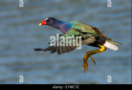 Purple Gallinule Porphyrio martinicus () - Venetian Gardens, Leesburg Florida Banque D'Images