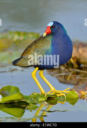 Purple Gallinule Porphyrio martinicus () - Venetian Gardens, Leesburg Florida Banque D'Images