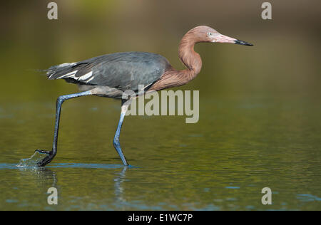 Aigrette garzette (Egretta rufescens rougeâtre) - Fort Myers Beach, Floride Banque D'Images