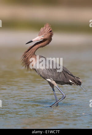 Aigrette garzette (Egretta rufescens rougeâtre) - Fort Myers Beach, Floride Banque D'Images