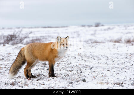 Le renard roux (Vulpes vulpes), de la côte ouest de la Baie d'Hudson, au Manitoba, Canada Banque D'Images