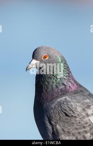 Le pigeon biset (Columba livia), refuge d'oiseaux migrateurs Reifel, Delta, Colombie-Britannique, Canada Banque D'Images