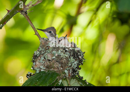 Le bébé des colibris (Selasphorus rufus) au nid, Omak, Okanogan Highlands, Washington, United States of America Banque D'Images