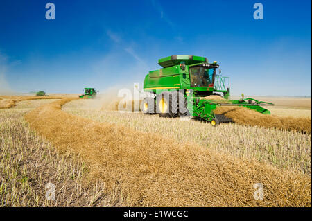 Moissonneuses-batteuses travaillent dans un champ de canola en andains, près de Kamsack, en Saskatchewan, Canada Banque D'Images