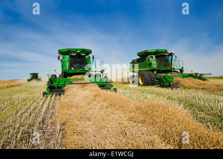 Moissonneuses-batteuses travaillent dans un champ de canola en andains, près de Kamsack, en Saskatchewan, Canada Banque D'Images