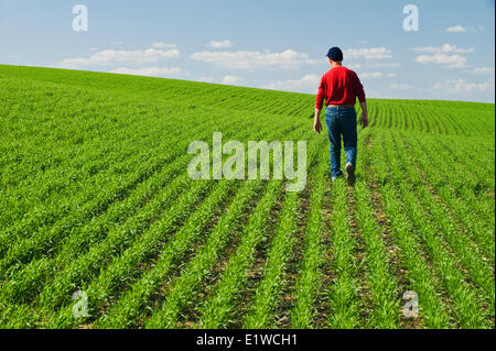 Un agriculteur scouts un champ de blé de printemps en début de croissance, Tiger Hills, au Manitoba, Canada Banque D'Images