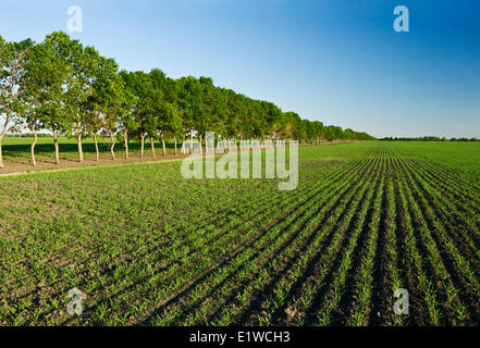 La croissance précoce des brise-vent avec champ de grain dans l'arrière-plan, près de Niverville, au Manitoba, Canada Banque D'Images