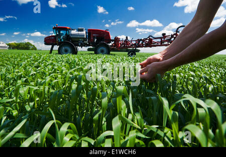 Un homme scouts un champ de blé avec un pulvérisateur enjambeur pour l'application d'herbicide attend dans le fond près de Dugald (Manitoba) Banque D'Images