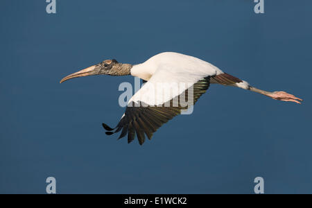 Wood Stork (Mycteria americana) - Cercle B Bar Réserver, en Floride Banque D'Images