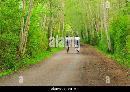 Le Lochside Trail rouge avec l'aulne, Alnus rubra, Saanich Peninsula, île de Vancouver, Colombie-Britannique, Canada Banque D'Images