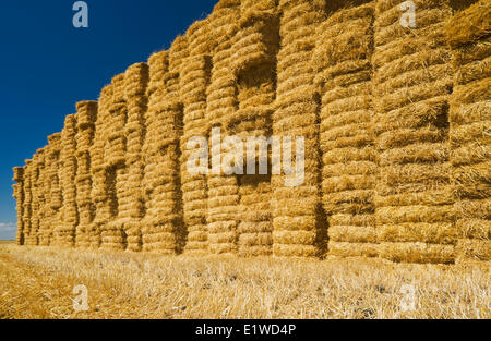 Des bottes de paille empilées et de terres agricoles, Manitoba, Canada Banque D'Images