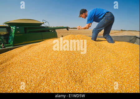 Un homme se penche sur le maïs-grain (maïs) dans l'arrière d'un wagon de grain pendant la récolte près de Niverville, au Manitoba, Canada Banque D'Images