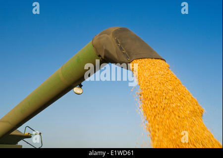 Une moissonneuse-batteuse se jette dans un wagon de grain sur le rendez-vous, au cours de la récolte du maïs grain et des aliments pour animaux, près de Niverville, au Manitoba, Canada Banque D'Images