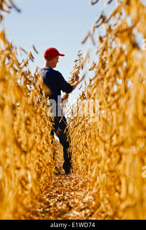 L'homme dans un champ de soya, près de Lorette, Manitoba, Canada Banque D'Images