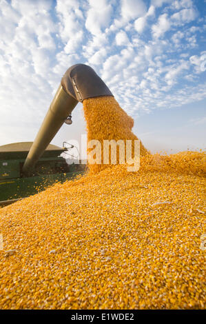 Une moissonneuse-batteuse se jette dans un wagon de grain sur le rendez-vous, au cours de l'alimentation/ récolte de maïs-grain, près de Niverville, au Manitoba, Canada Banque D'Images