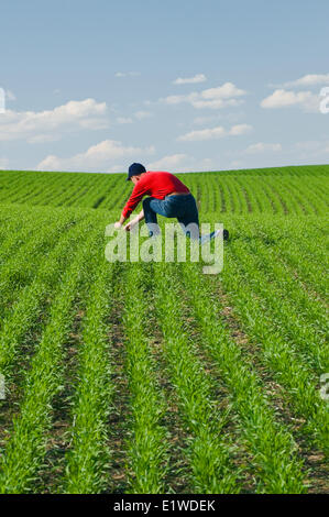 Un agriculteur scouts un champ de blé de printemps en début de croissance pour les mauvaises herbes et les maladies, Tiger Hills, au Manitoba, Canada Banque D'Images