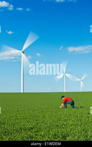 Un homme d'une croissance précoce scouts champ de blé de printemps pour les mauvaises herbes maladie avec les éoliennes dans l'arrière-plan Tiger Hills, au Manitoba Banque D'Images