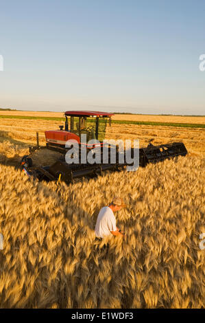 Un agriculteur devant sa récolte andaineur dans un champ d'orge prête, près de Dugald (Manitoba), Canada Banque D'Images
