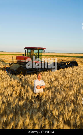 Un agriculteur devant sa récolte andaineur dans un champ d'orge prête, près de Dugald (Manitoba), Canada Banque D'Images