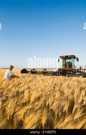 Un agriculteur devant sa récolte andaineur dans un champ d'orge prête, près de Dugald (Manitoba), Canada Banque D'Images