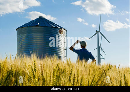 Un homme donne sur un champ de blé à maturité avec un grain bin éoliennes dans l'arrière-plan Canada Manitoba près de St. Banque D'Images