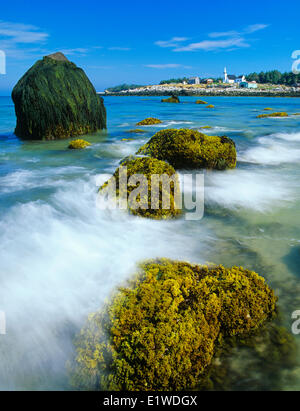 La mousse ou carrageen moss, une algue, (Chondrus crispus), sur les rochers à marée basse, Seal Island, Nova Scotia, Canada Banque D'Images