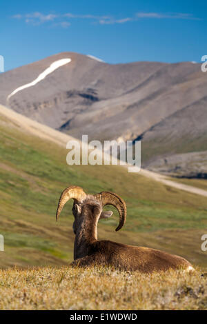 Bighorn (Ovis canadensis) au repos dans col Wilcox, Jasper National Park, Alberta Canada. Banque D'Images