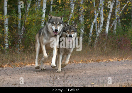 Le bois ou le loup gris (Canis lupus), se déplaçant à bord de forêt, le long de la route de gravier, Minnesota, United States of America Banque D'Images