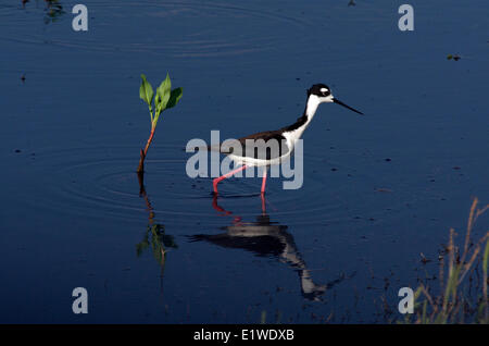 Échasse d'Amérique (Himantopus mexicanus) a la Cameron Prairie National Wildlife Refuge, Louisiane, États-Unis d'Amérique Banque D'Images