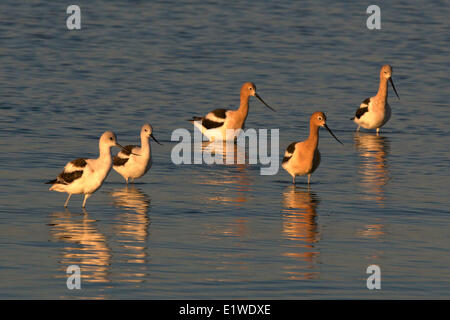 L'Avocette d'Amérique (Recurvirostra americana), le long de l'Intracoastal Waterway, Cameron, Louisiane, États-Unis d'Amérique Banque D'Images