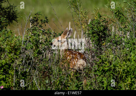 Le Cerf mulet (Odocoileus hemionus) Fawn essayant de se fondre dans la brousse. Sheep River, Alberta, Canada Banque D'Images